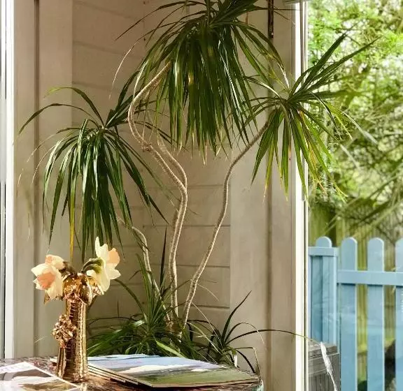 ペンション Ibiza Casa