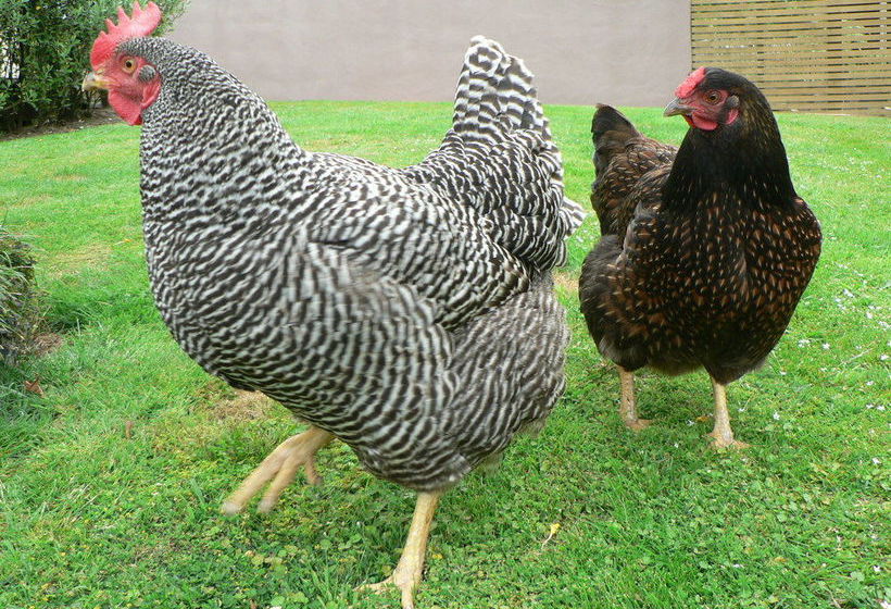 בית מלון כפרי Huntington Stables Retreat