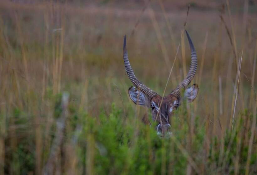 בית מלון כפרי Nkomazi Game Reserve By Newmark