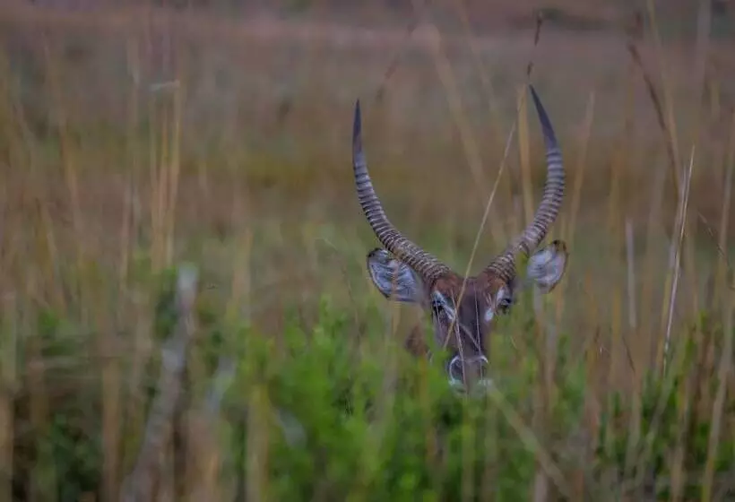 Hôtel Nkomazi Game Reserve By Newmark