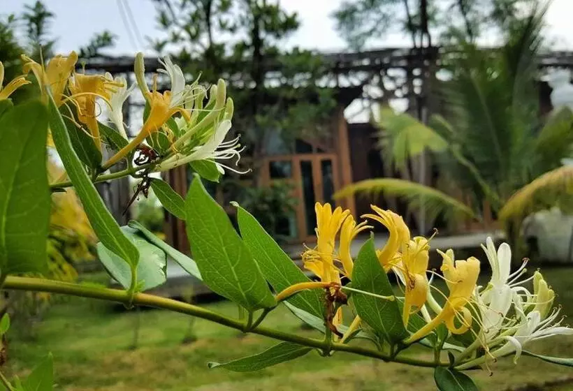 Aamiaismajoitus (B&B) Baangaimuan