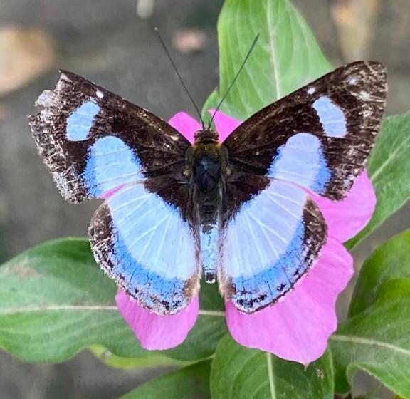 酒店 Zutalu   Playa Sur