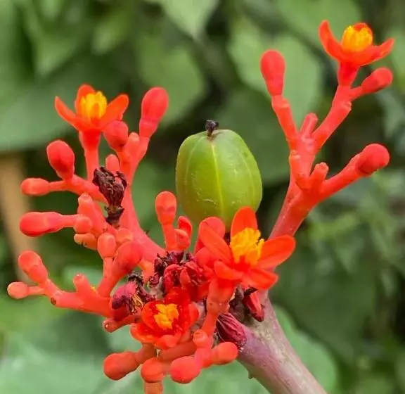 Hotelli Zutalu   Playa Sur