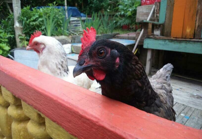 Bed and Breakfast Le Deck Halage