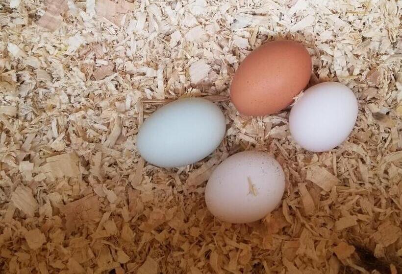 Bed and Breakfast Global Village Permaculture