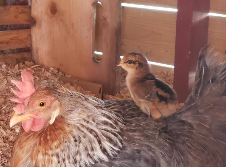 Bed and Breakfast Global Village Permaculture