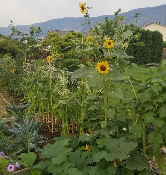 Bed and Breakfast Global Village Permaculture