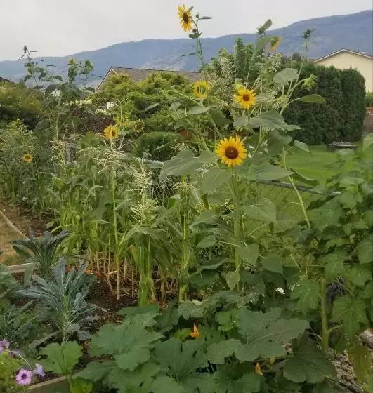 Aamiaismajoitus (B&B) Global Village Permaculture