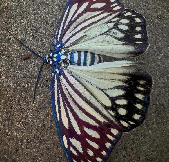 استراحتگاه The Blue Gecko