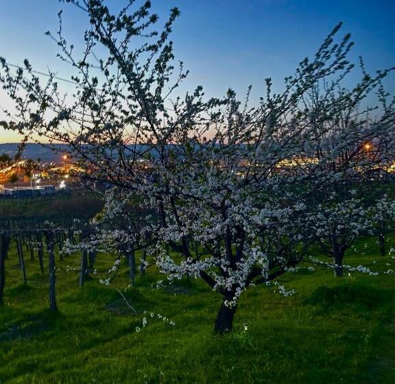 住宿加早餐  Il Glicine Campagnolo