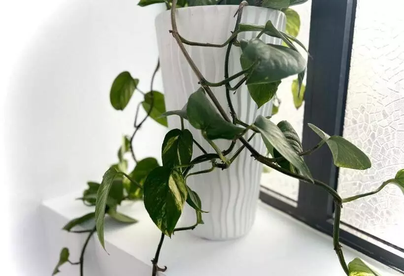 هتل Tirana Square