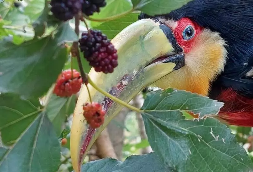 Majatalo Recanto Da Paz   Aos Pés Do Morro Da Borússia