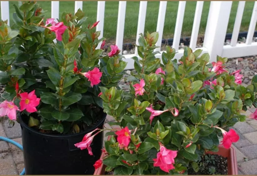 Annville Inn Bed And Breakfast