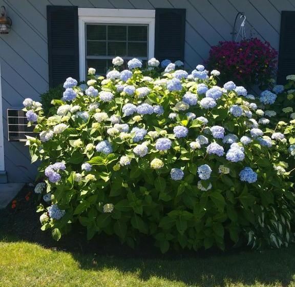 فندق Santuit Inn