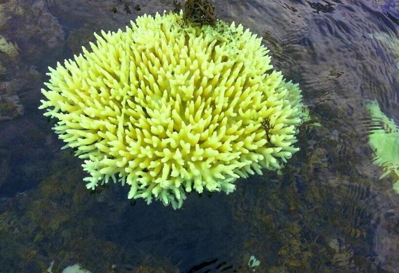 Try Palace Resort Sihanoukville