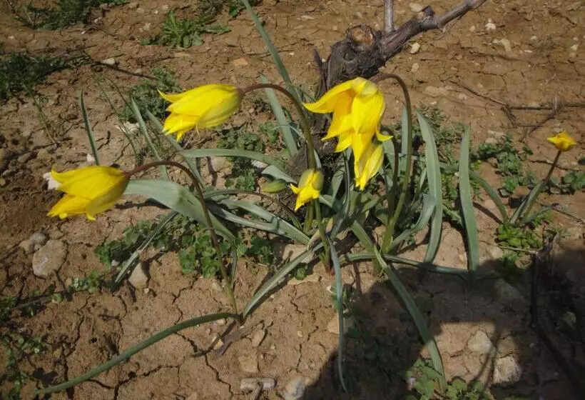 ベッドアンドブレックファースト Chambres D Hôtes Pom  Paille