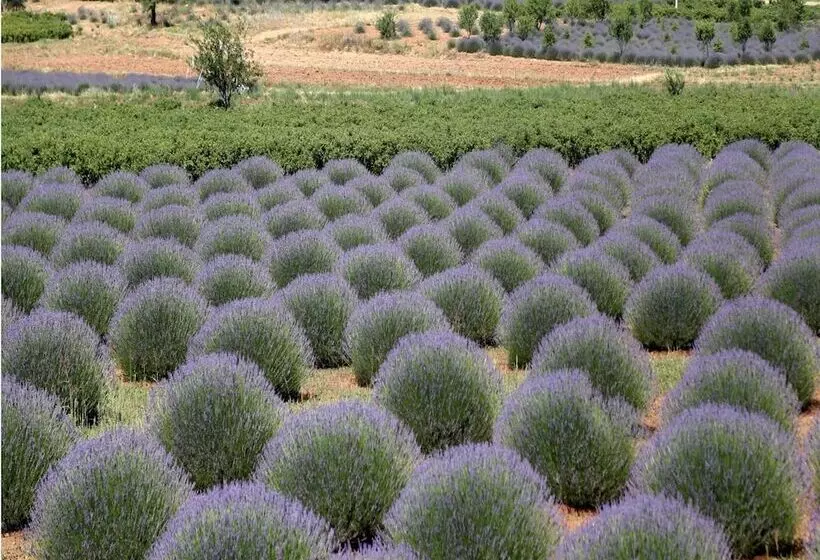 Hotelli Lavanta Villa