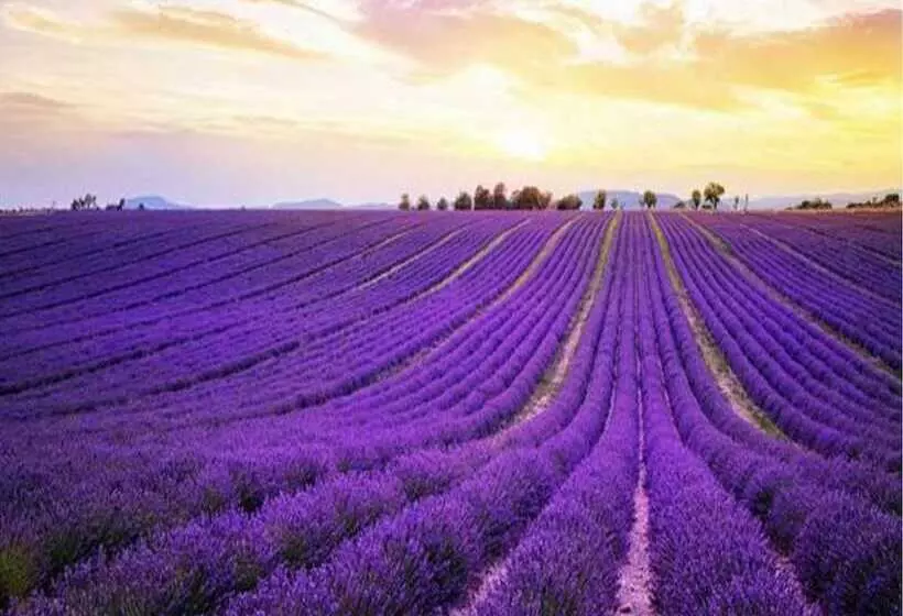 Hotelli Lavanta Villa