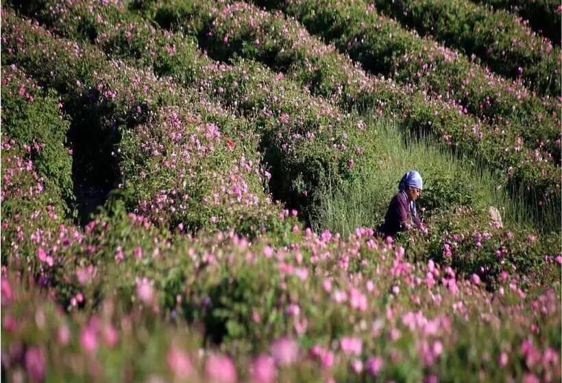 Hotelli Lavanta Villa
