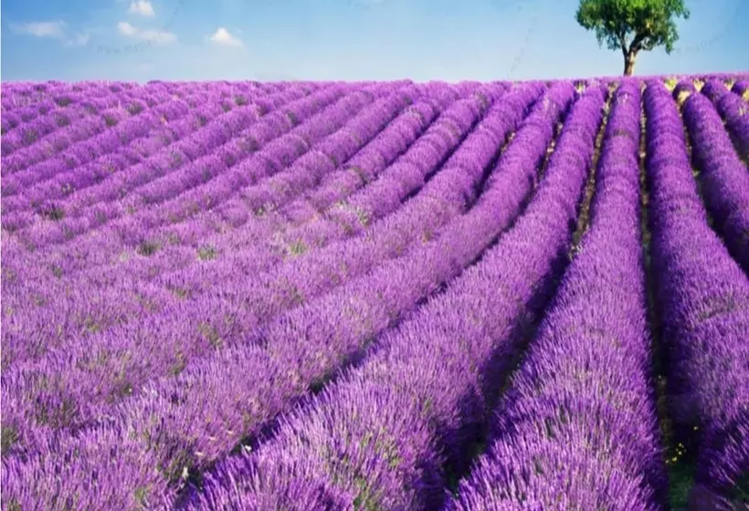 Hotelli Lavanta Villa