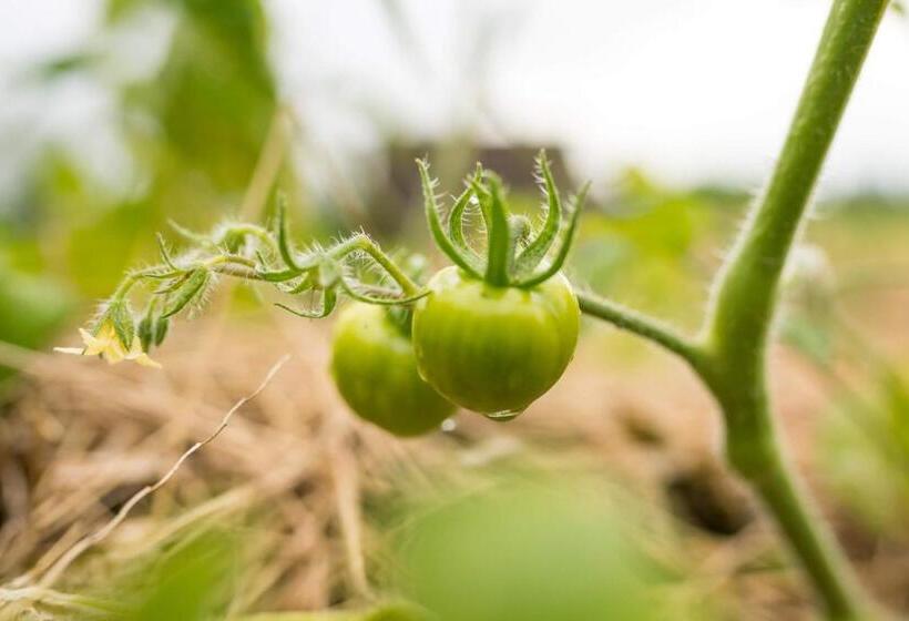 هتل Olo Centre By Kolovesi Nature Park