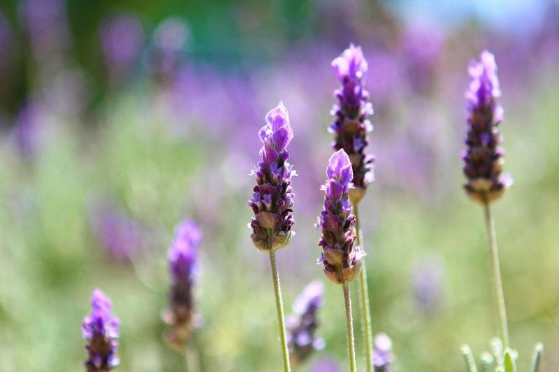 Мотель Garden City Motor Inn