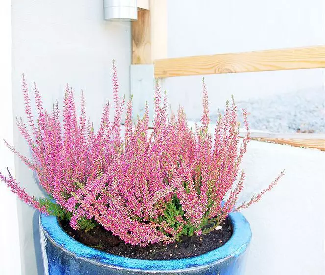 ホテル Bokloster Villal