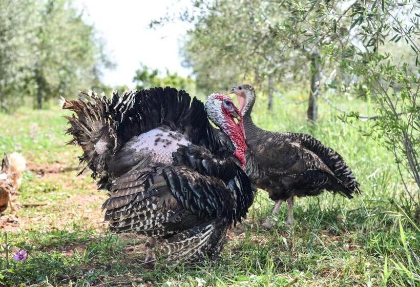 בית מלון כפרי Masseria Sacramento