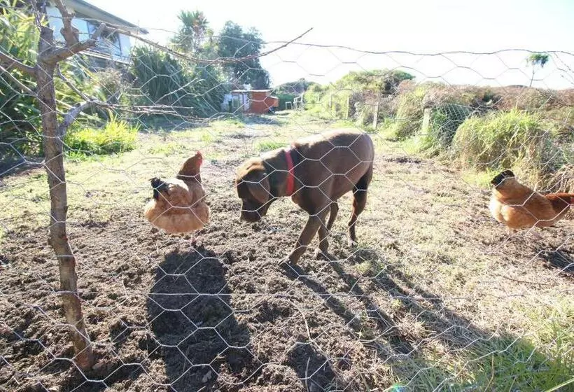 Majatalo The Red Hen And Dog