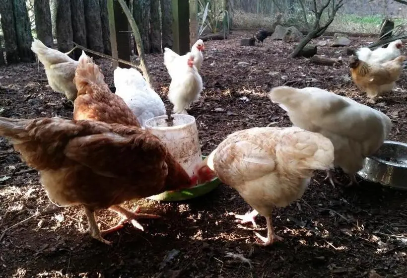 Woodbury Farm B&b