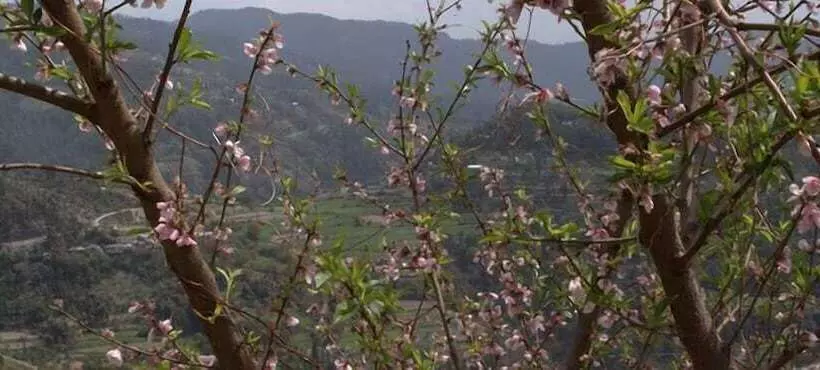 فندق The Woodstock Resort