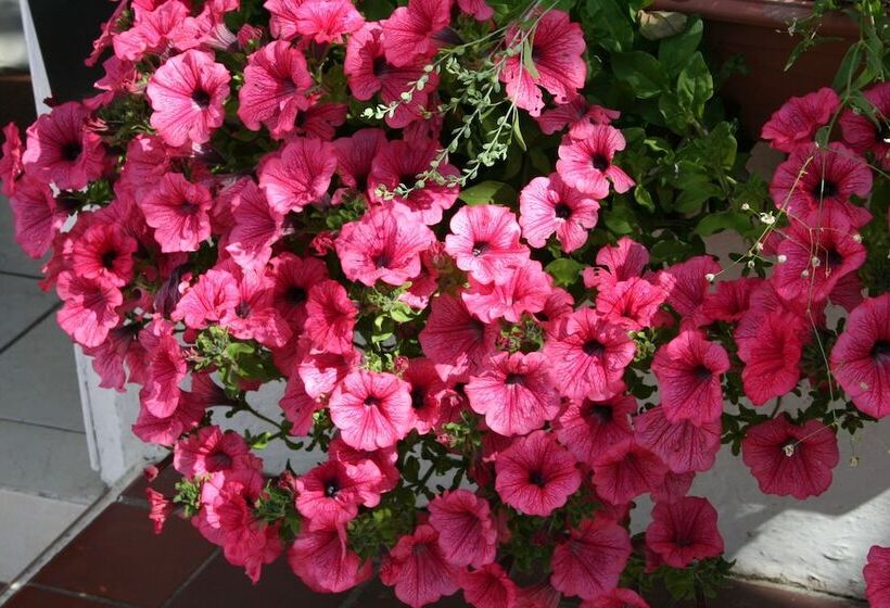 Pansiyon The Haldon Guest House