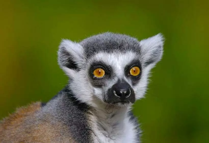 هتل The Litchi Tree Amber Mountain Boutique