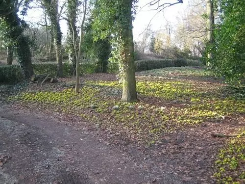 Bed & Breakfast Bulmer Tye House