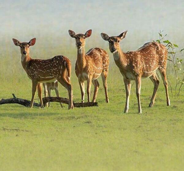 בית מלון כפרי Blue Waves Kite Surfing Beach Resort