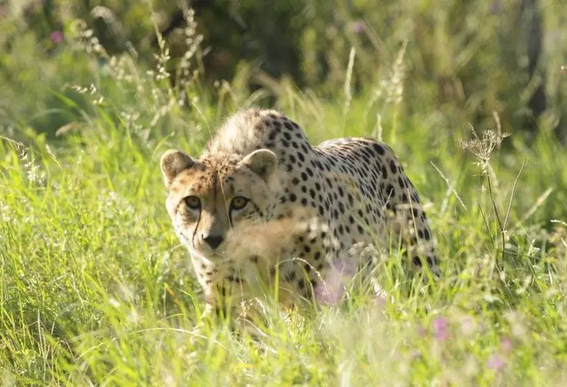 Отель Bear Lodge Glamping