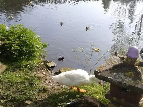 ホテル The Cross Inn