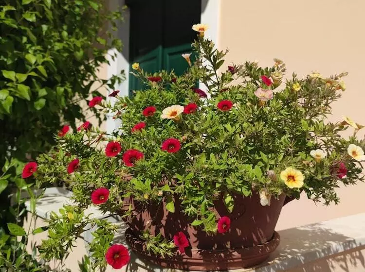 پانسیون Twin House