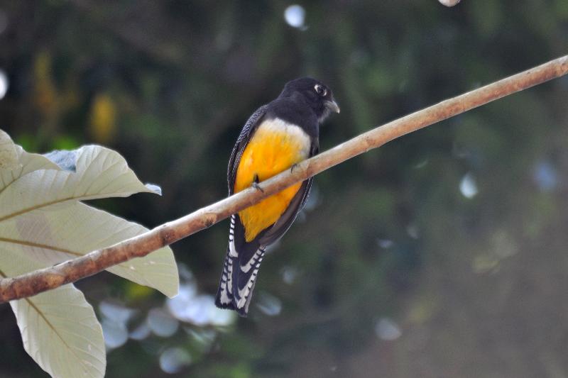 ホテル Jolie Jungle Eco