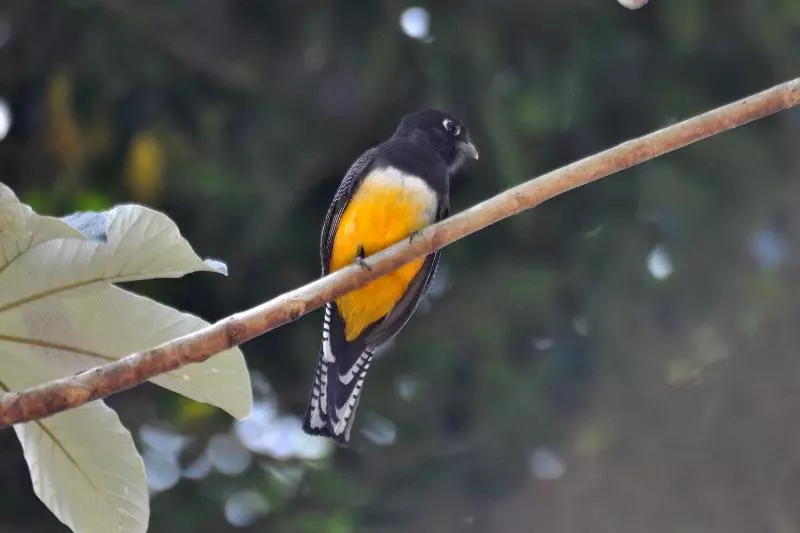 酒店 Jolie Jungle Eco