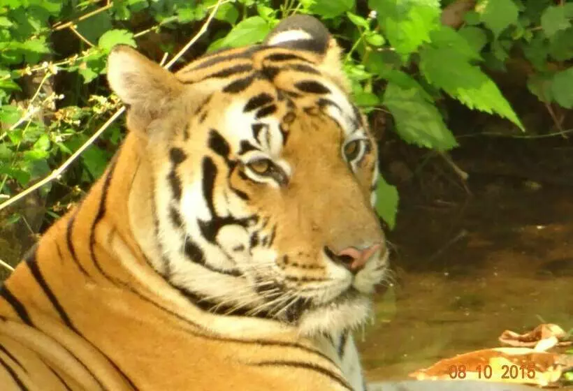 Hotel Windsor Tiger Resort