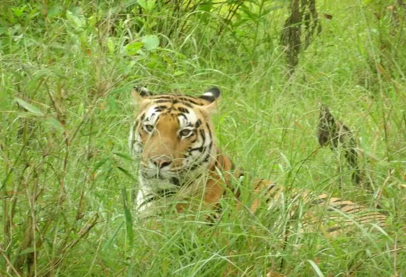 Hotel Windsor Tiger Resort