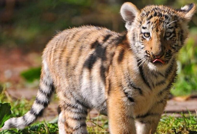 בית מלון כפרי Windsor Tiger Resort