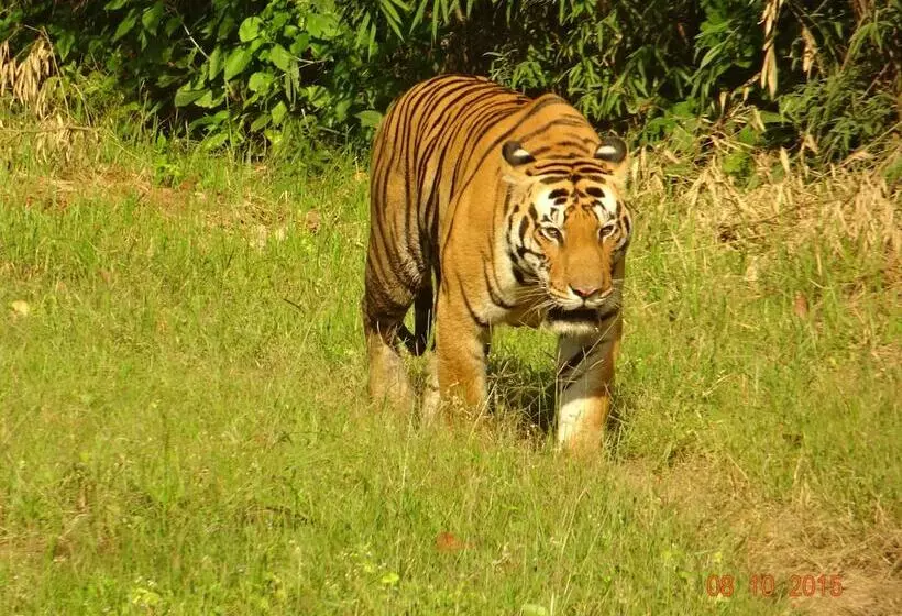 Hotel Windsor Tiger Resort