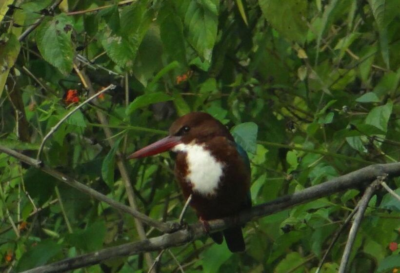 בית מלון כפרי Windsor Tiger Resort