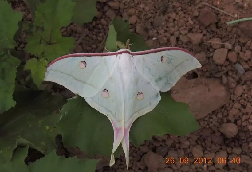 Hotel Windsor Tiger Resort