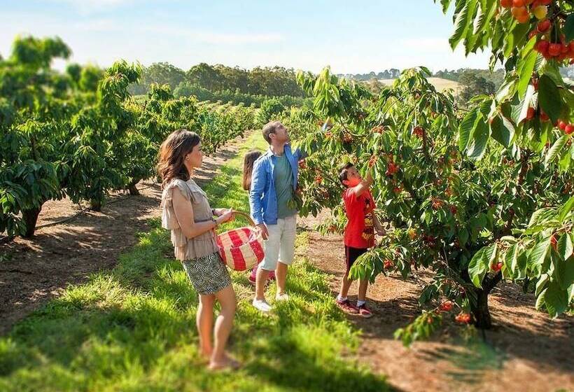 Lucy S Cottage Healesville