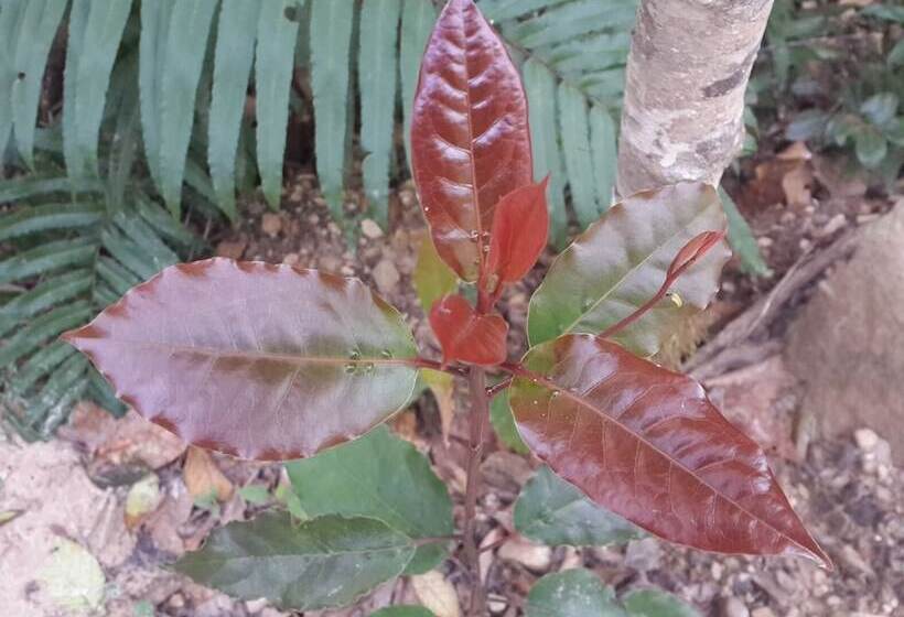 Pumula Lodge 4 Star B&b Knysna