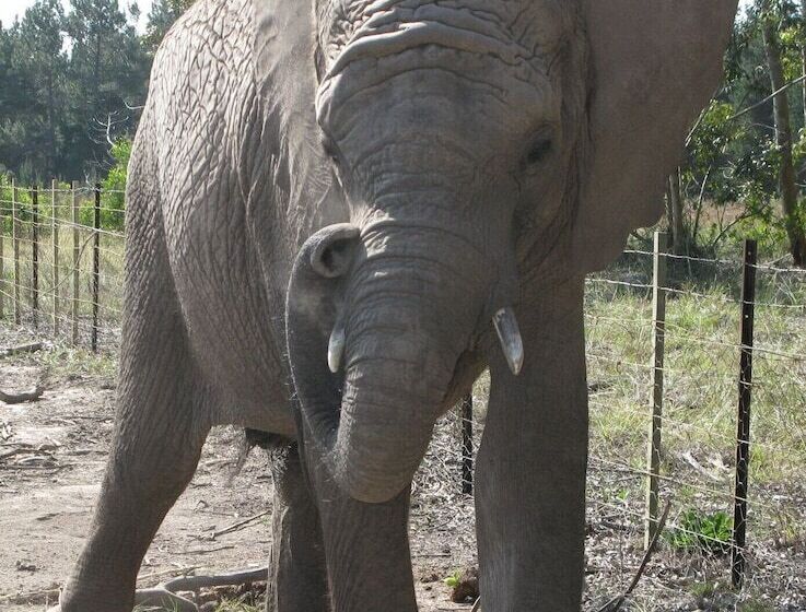 Pumula Lodge 4 Star B&b Knysna