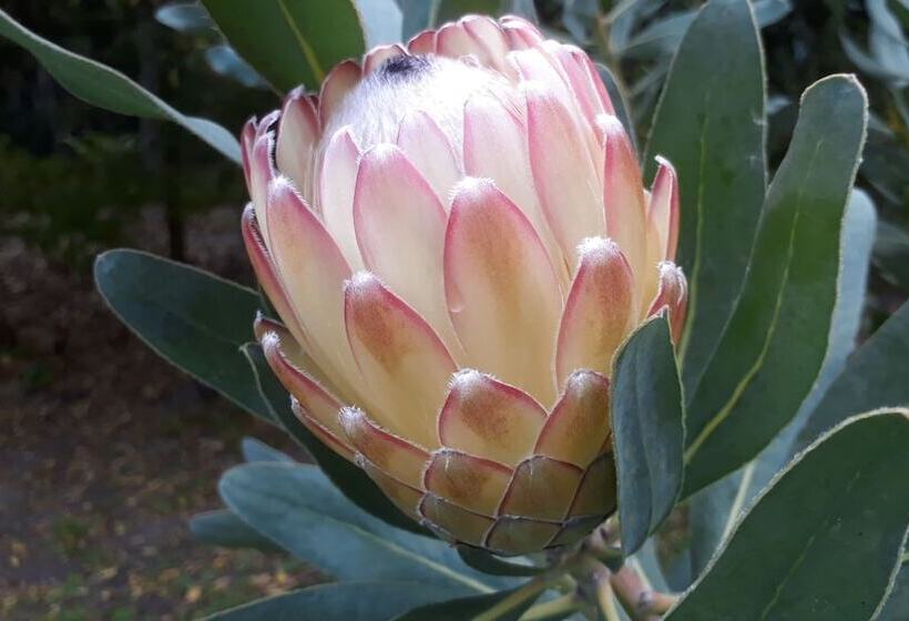 Pumula Lodge 4 Star B&b Knysna